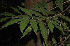 Ardisia pauciflora